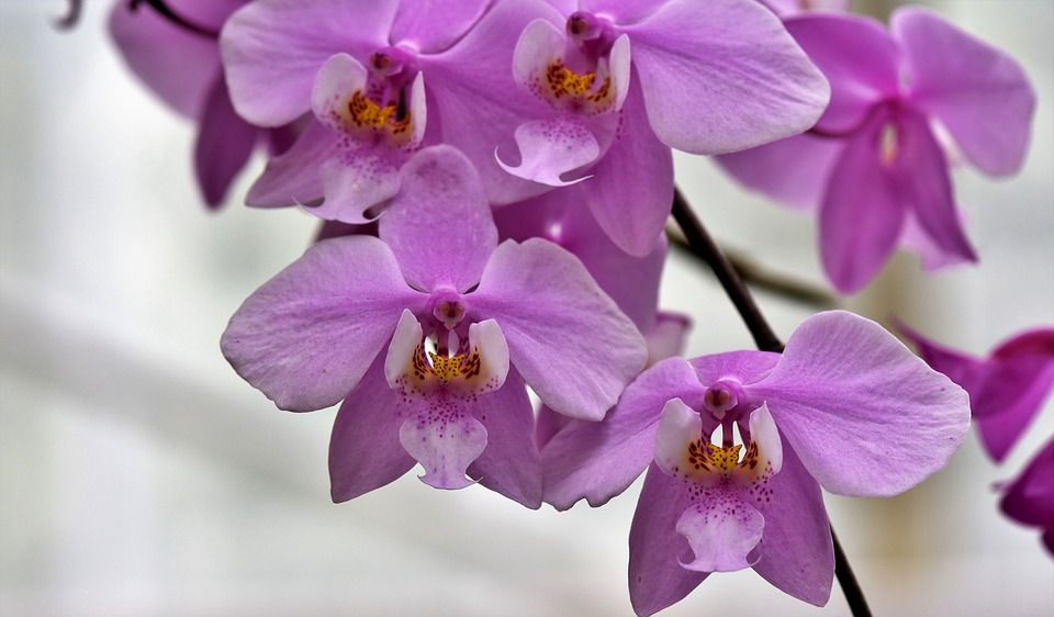 flori Orhideie